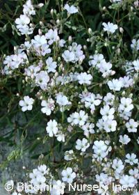 Gypsophila repens